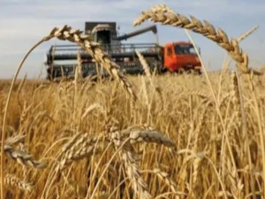 Wheat grain harvested in Punjab as Pakistan faces renewed concerns over wheat prices.