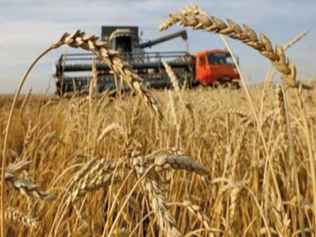Wheat grain harvested in Punjab as Pakistan faces renewed concerns over wheat prices.