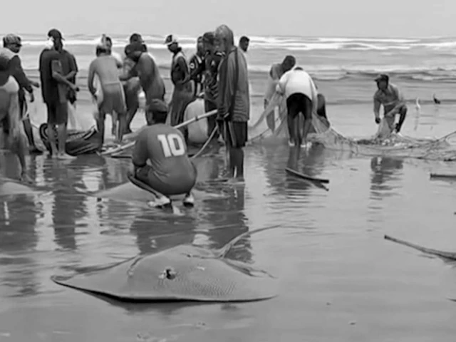 Large stingrays caught by fishermen at Karachi Sea View beach
