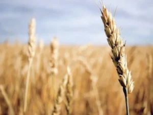 UAF and Guard Agriculture representatives sign an agreement to develop and evaluate hybrid wheat in Pakistan.