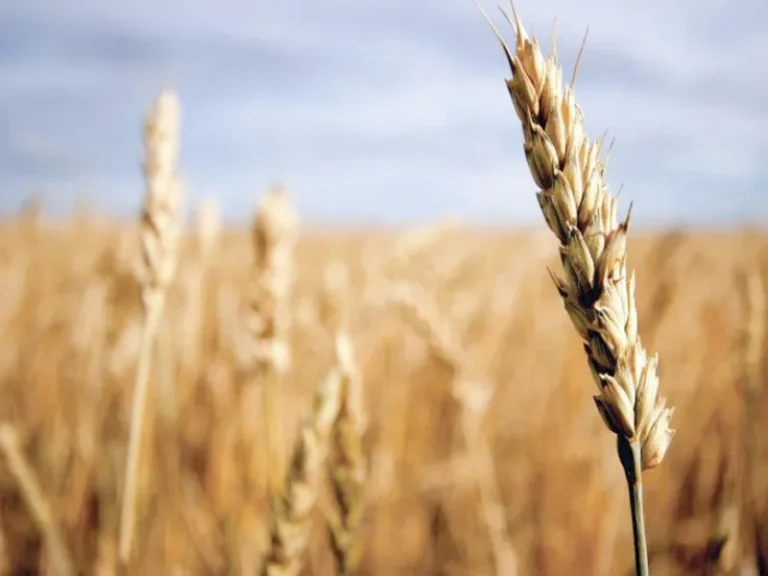 UAF and Guard Agriculture representatives sign an agreement to develop and evaluate hybrid wheat in Pakistan.